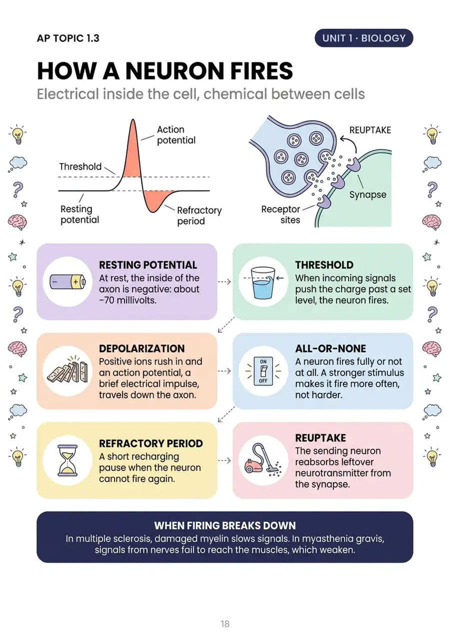 How a neuron fires