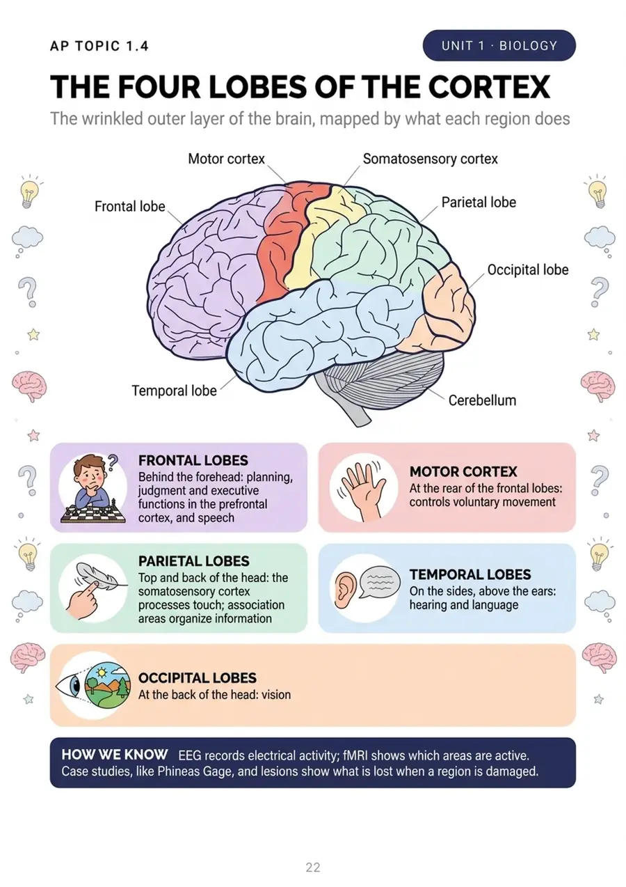 The four lobes of the cortex